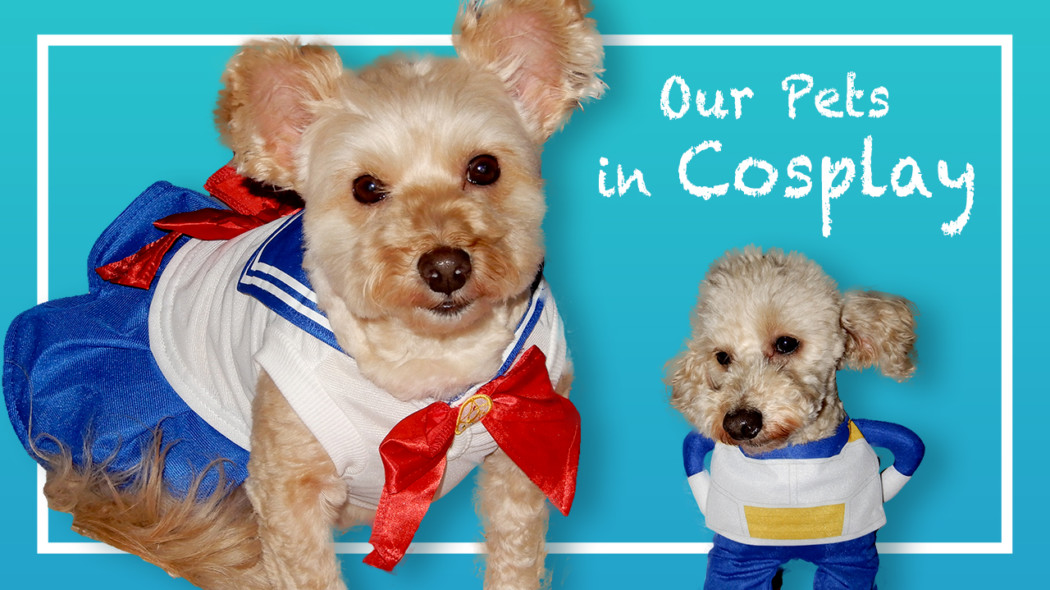 Our Pets in Cosplay