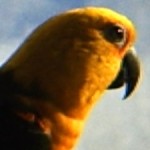 Profile picture of Java